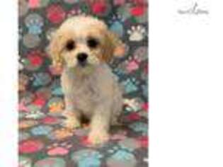 Cavachon Puppy for sale in Hattiesburg, MS, USA