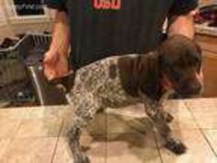 German Shorthaired Pointer Puppy for sale in Oregon City, OR, USA