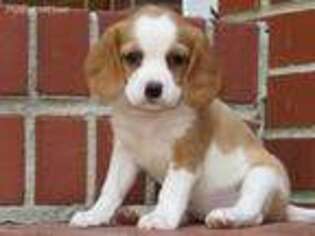 Beaglier Puppy for sale in Manchester, TN, USA