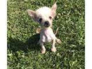 Chinese Crested Puppy for sale in Jefferson, OH, USA