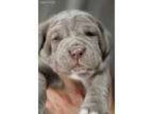 Neapolitan Mastiff Puppy for sale in Lowry City, MO, USA