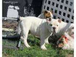 Bulldog Puppy for sale in Grant, NE, USA