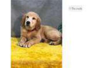 Golden Retriever Puppy for sale in Kirksville, MO, USA