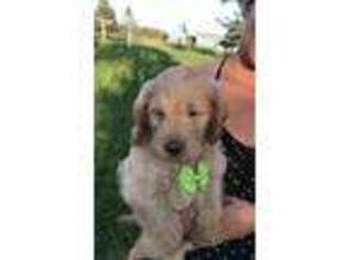 Labradoodle Puppy for sale in Brainerd, MN, USA