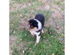 Collie Puppy for sale in Guntersville, AL, USA