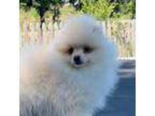 Pomeranian Puppy for sale in Rainier, OR, USA