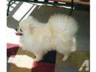 Pomeranian Puppy for sale in ANDERSON, SC, USA