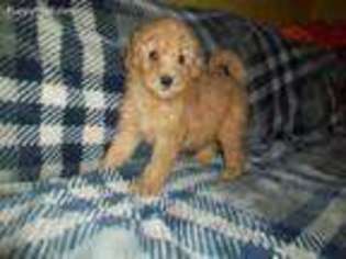 Goldendoodle Puppy for sale in Dearborn, MI, USA