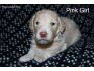 Goldendoodle Puppy for sale in Sandia Park, NM, USA