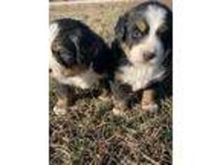 Bernese Mountain Dog Puppy for sale in Norwood, MO, USA