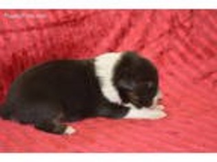 Australian Shepherd Puppy for sale in Tifton, GA, USA