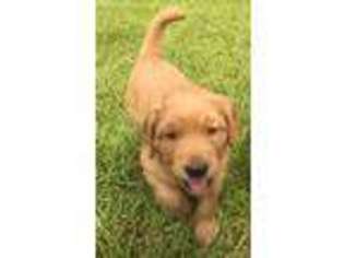 Golden Retriever Puppy for sale in Fuquay Varina, NC, USA