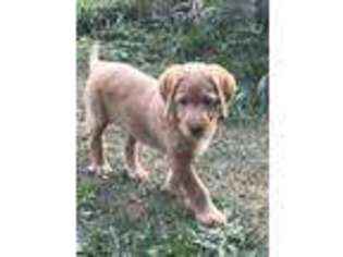 Labradoodle Puppy for sale in Perry, MI, USA