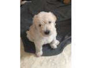 Labradoodle Puppy for sale in Sellersburg, IN, USA