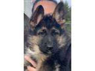 German Shepherd Dog Puppy for sale in Spring Grove, IL, USA