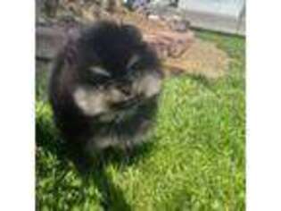 Pomeranian Puppy for sale in Chico, CA, USA