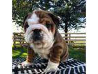 Bulldog Puppy for sale in Poughkeepsie, NY, USA
