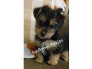 Yorkshire Terrier Puppy for sale in Manhattan, KS, USA