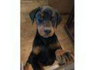 Doberman Pinscher Puppy for sale in Savannah, TN, USA