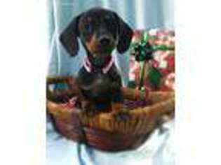 Dachshund Puppy for sale in Deltona, FL, USA