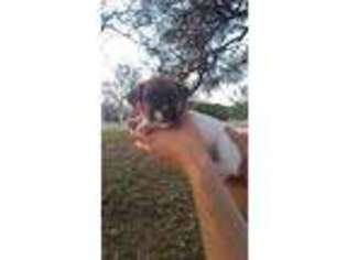 Jack Russell Terrier Puppy for sale in Blanco, TX, USA