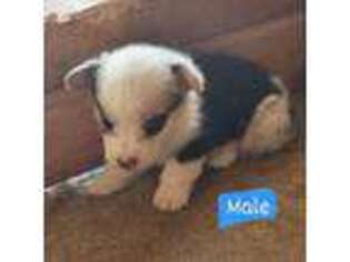 Pembroke Welsh Corgi Puppy for sale in Gonzales, TX, USA