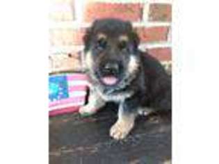 German Shepherd Dog Puppy for sale in Whitewater, MO, USA