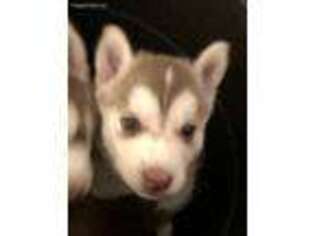 Siberian Husky Puppy for sale in Independence, KY, USA