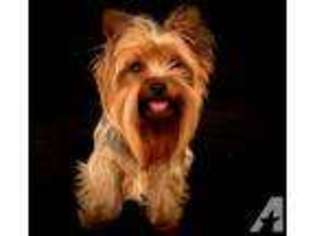 Yorkshire Terrier Puppy for sale in CRYSTAL RIVER, FL, USA