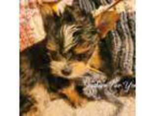 Yorkshire Terrier Puppy for sale in Elmira, NY, USA