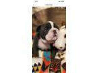 Bulldog Puppy for sale in Hineston, LA, USA