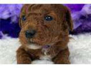 Mutt Puppy for sale in Tyler, TX, USA