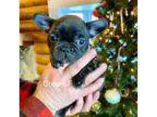 French Bulldog Puppy for sale in Havre, MT, USA