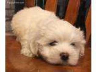 Coton de Tulear Puppy for sale in Marthasville, MO, USA