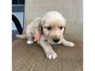 Golden Retriever Puppy for sale in Navarre, FL, USA