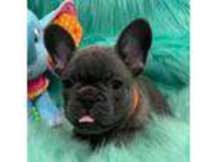 French Bulldog Puppy for sale in Granville, IL, USA