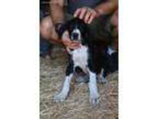 Great Dane Puppy for sale in Willcox, AZ, USA