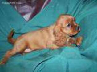 Cavalier King Charles Spaniel Puppy for sale in Redding, CA, USA
