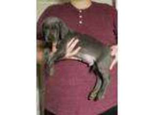 Great Dane Puppy for sale in Waller, TX, USA