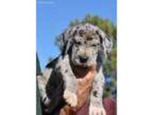 Great Dane Puppy for sale in Elbert, CO, USA
