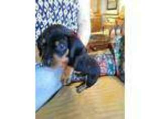 Dachshund Puppy for sale in Sacramento, CA, USA