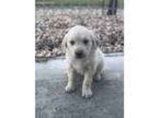 Mutt Puppy for sale in Circleville, UT, USA