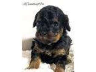 Mutt Puppy for sale in Emmaus, PA, USA