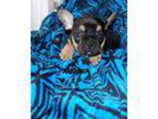 French Bulldog Puppy for sale in Cedar Springs, MI, USA