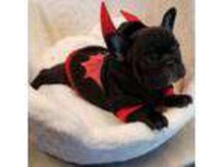 French Bulldog Puppy for sale in Hamlet, NC, USA