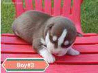 Siberian Husky Puppy for sale in Twisp, WA, USA