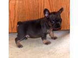 French Bulldog Puppy for sale in Colman, SD, USA