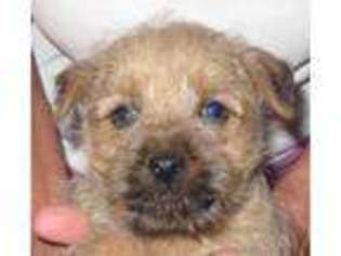 Norwich Terrier Puppy for sale in Camby, IN, USA