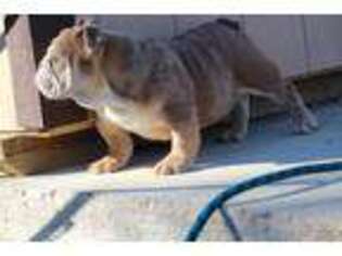 Bulldog Puppy for sale in Byhalia, MS, USA