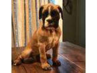 Boxer Puppy for sale in Altoona, IA, USA
